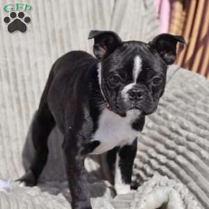 Buddy (Mini), Boston Terrier Puppy